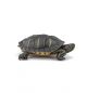 Papo Wild Life Tortue de Floride 50309